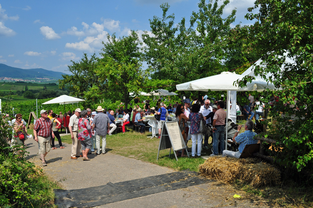 Hofgarten Rosa Ilbesheim Kalmitweinfest