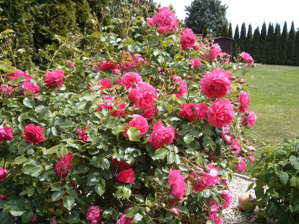 Rosenstamm2